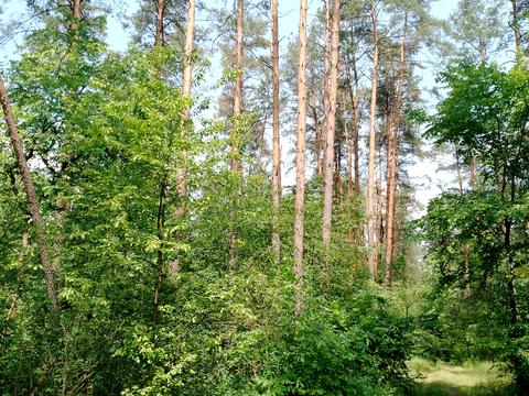 ділянка за адресою Синьоозерна вул.