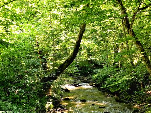 ділянка за адресою Головна