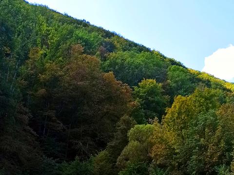 ділянка за адресою Головна