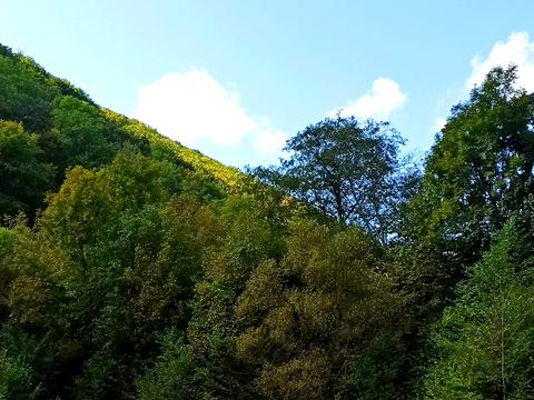 ділянка за адресою Головна