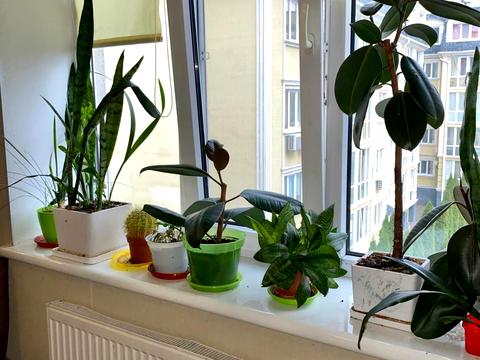 квартира за адресою Миру вул., 13