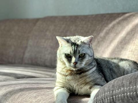 будинок за адресою Дмитра Павличка вул., 4