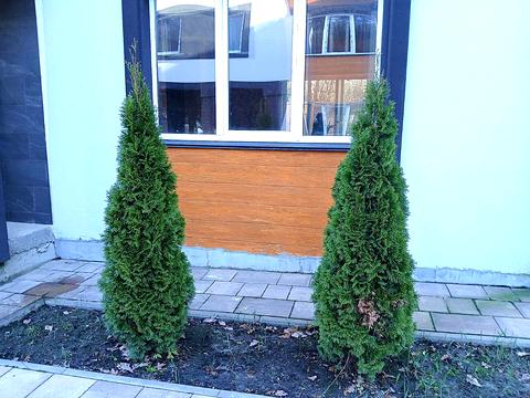 дом по адресу Мечнікова