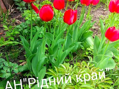 дом по адресу Центральна