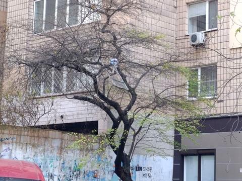 коммерческая по адресу Алексея Тихого ул. (Виборзька), 25