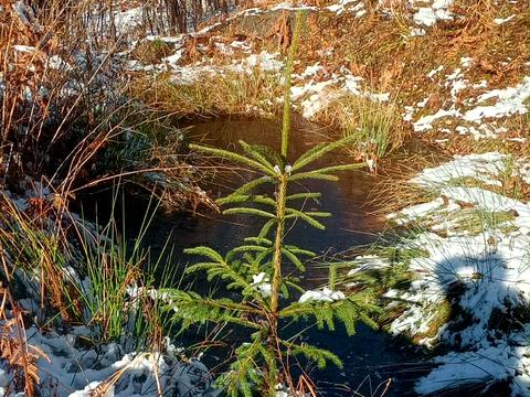 ділянка за адресою Дора