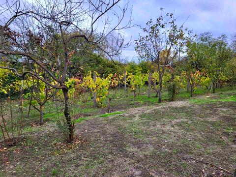 ділянка за адресою смт. Овідіополь, Іллічівська