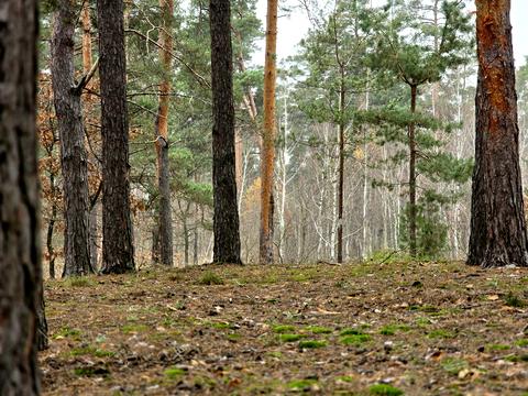 участок по адресу Львівська, 36
