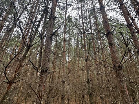 ділянка за адресою 