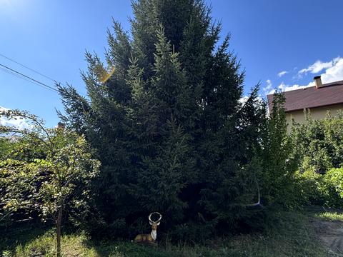 дом по адресу с. Софиевская борщаговка, Каштанова, 16