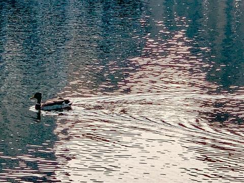 квартира за адресою Воскресенська вул., 14-Д