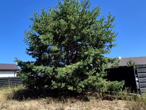 дом по адресу Ялинкова