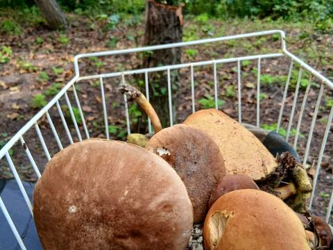 участок по адресу Київська, 10