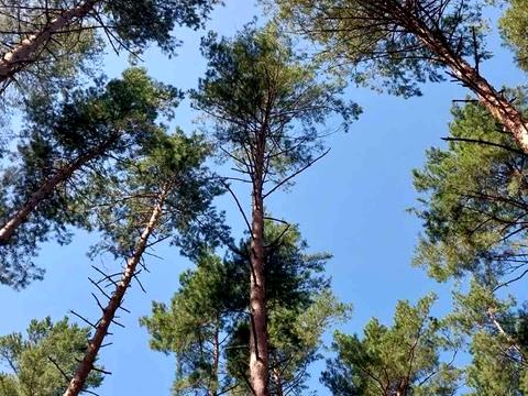 участок по адресу Київська, 10