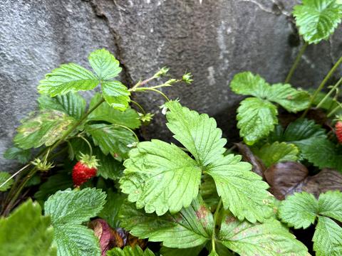 дом по адресу Кошицкая ул.