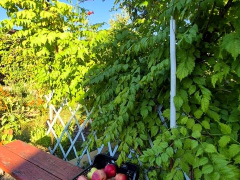 дом по адресу мрія