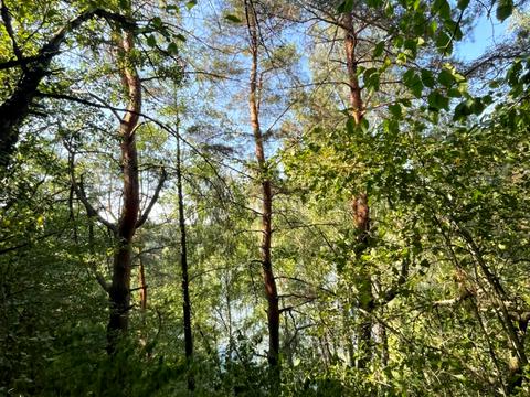 участок по адресу Поміркова