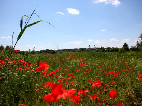 будинок за адресою Шевченка, 63