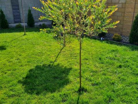 будинок за адресою Родини Кузьменків