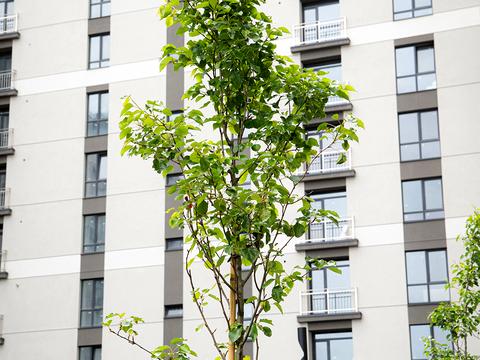 квартира за адресою Виноградна вул., 13