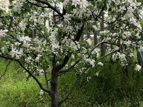 дом по адресу Рибацька