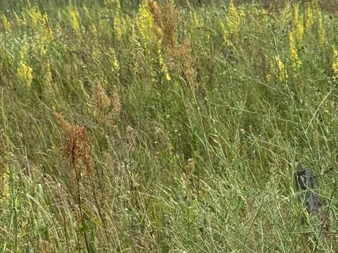 ділянка за адресою старова, 17