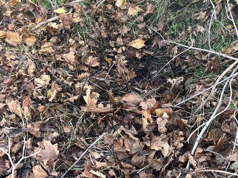 ділянка за адресою смт. Овідіополь, 