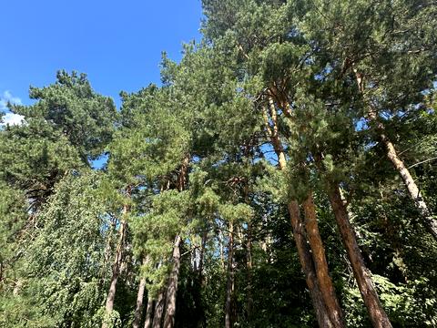 дом по адресу Лісова, 81