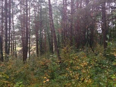 ділянка за адресою с. Раковець, Центральна