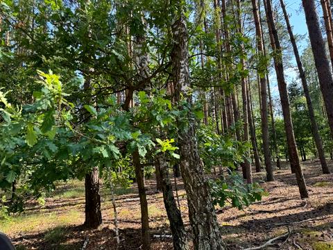 ділянка за адресою 