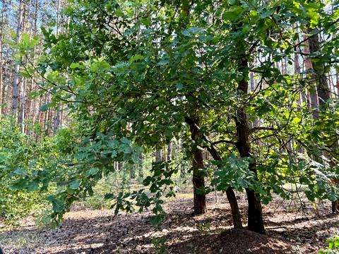 ділянка за адресою 