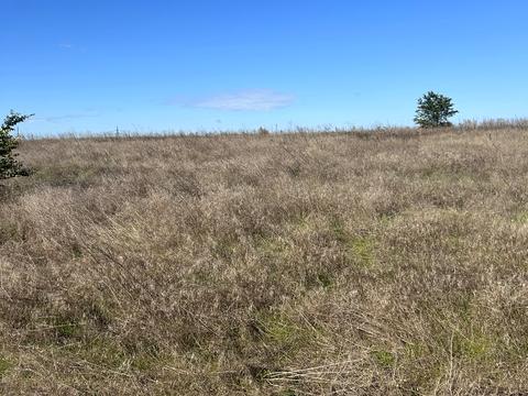 ділянка за адресою смт. Овідіополь, 