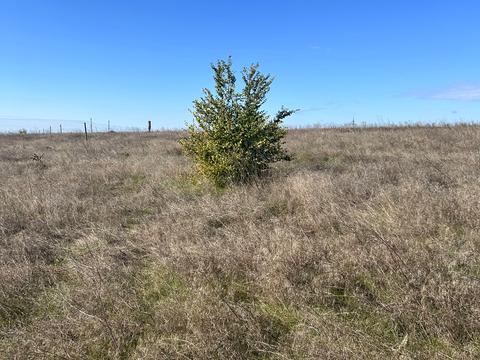 ділянка за адресою смт. Овідіополь, 