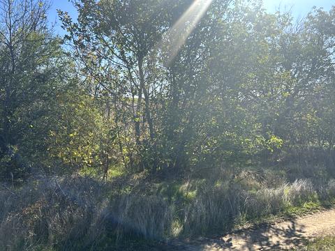 ділянка за адресою смт. Овідіополь, 