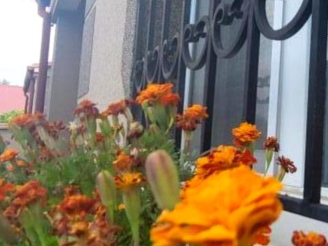 будинок за адресою Горизонтальна вул., 49