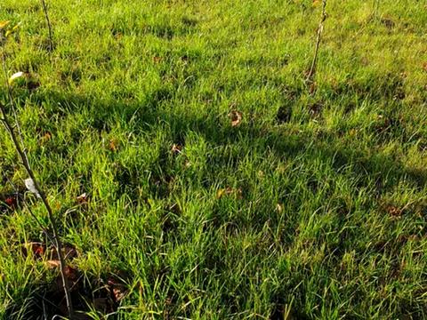 участок по адресу Филиппа Орлика ул.