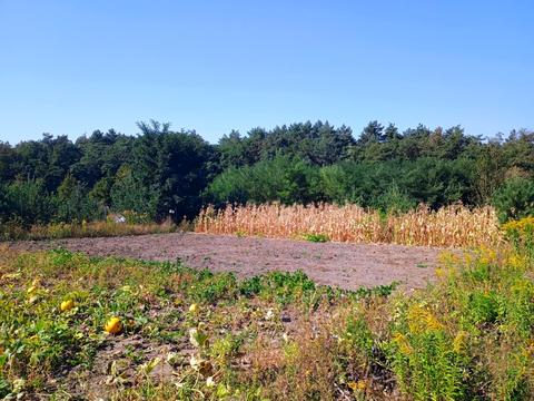 ділянка за адресою Південна