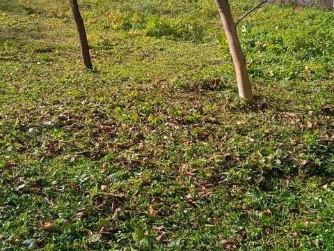 участок по адресу Калуське, 18