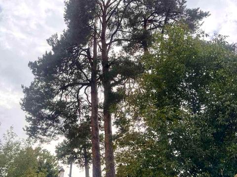 будинок за адресою Хвойна вул.