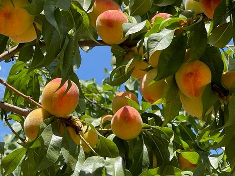 участок по адресу 16-го Июля ул., 41