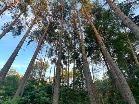 будинок за адресою Лісовий пров.