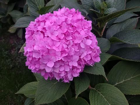 кімната за адресою Богдана Хмельницького вул., 35