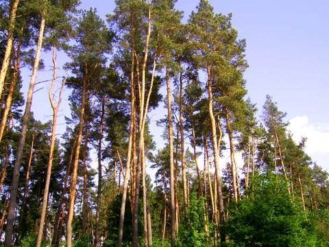 ділянка за адресою провулок Діамантовий, 35