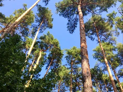 квартира за адресою Лісова вул., 4-Є