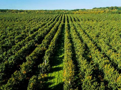 ділянка за адресою 16 Липня вул., 41