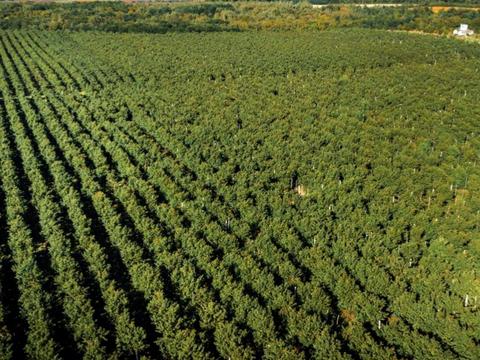 ділянка за адресою 