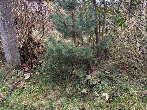 ділянка за адресою Козацька