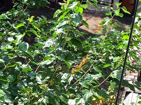 квартира за адресою Ніжинська вул., 73