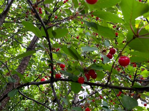 дом по адресу Деснянская ул.