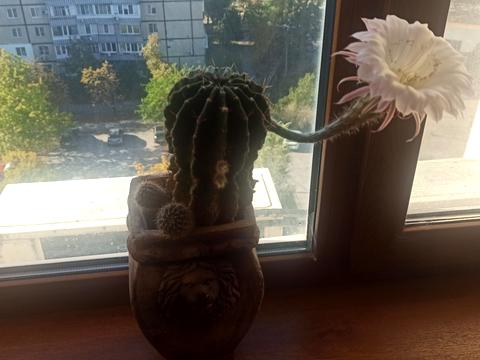 квартира за адресою Героїв просп., 23